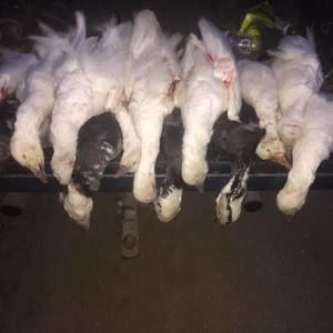 Meet your Posher, Mason